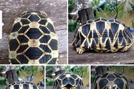 Facebook Investigation Leads to Turtle Thieves